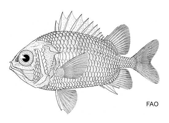 Ostichthys acanthorhinus