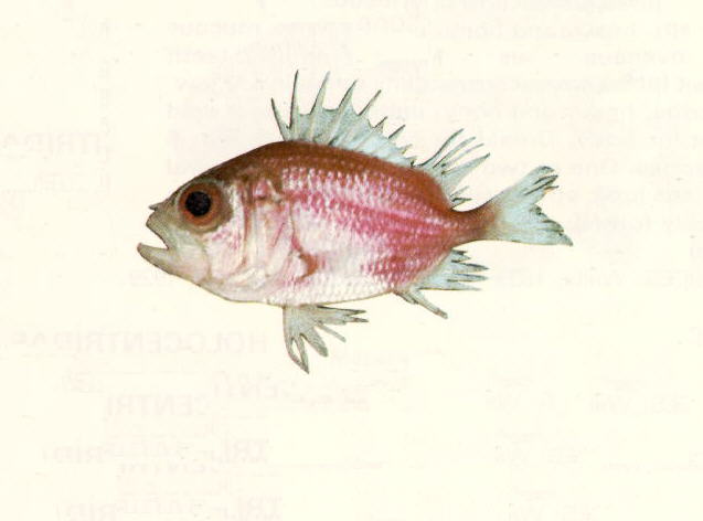 Ostichthys acanthorhinus