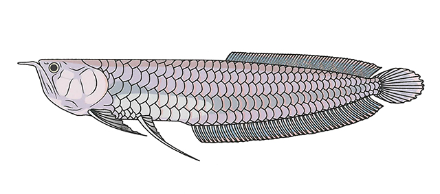 Osteoglossum bicirrhosum