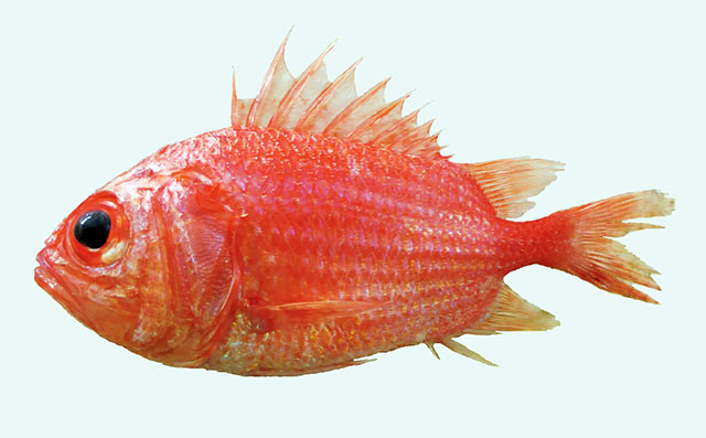 Ostichthys convexus