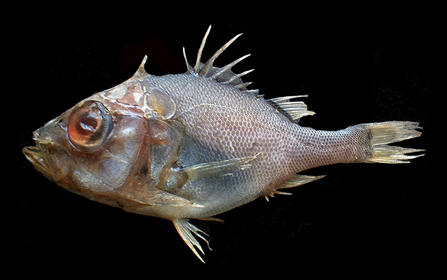 Ostracoberyx dorygenys