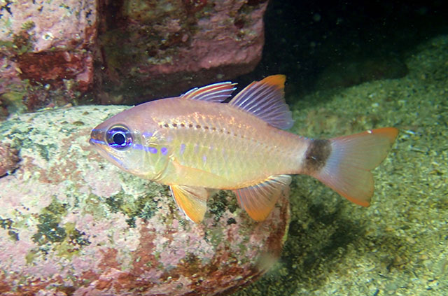 Ostorhinchus fleurieu