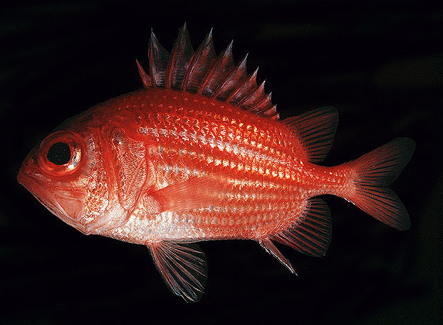 Ostichthys japonicus