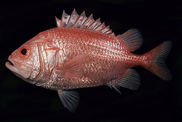 Ostichthys japonicus