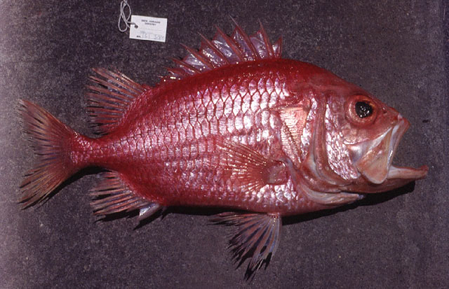 Ostichthys japonicus