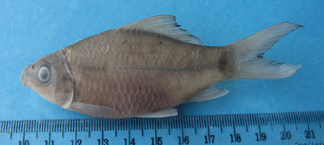 Osteochilus kahajanensis