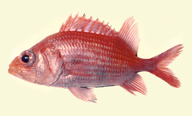 Ostichthys ovaloculus