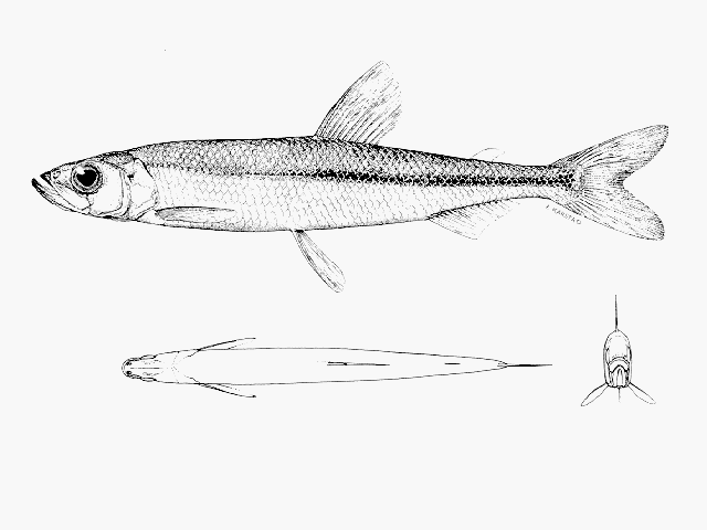 Osmerus spectrum