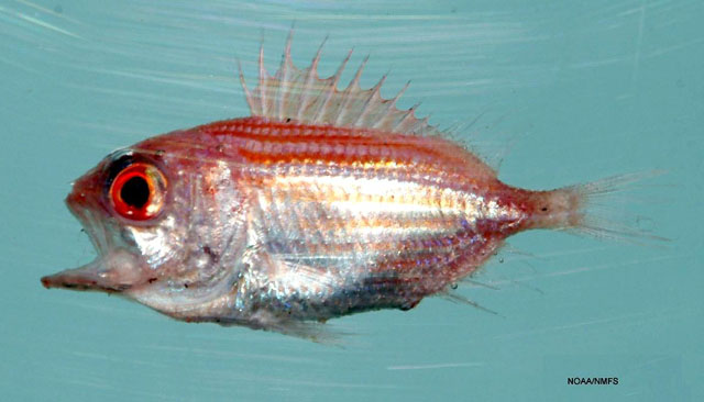 Ostichthys trachypoma