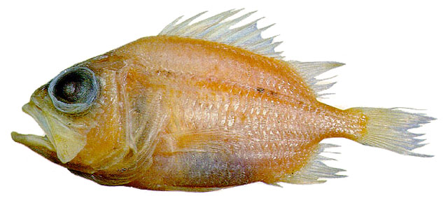 Ostichthys trachypoma