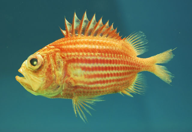 Ostichthys trachypoma