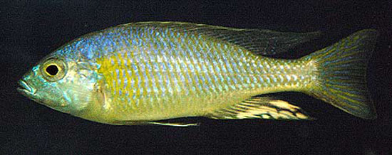 Otopharynx argyrosoma