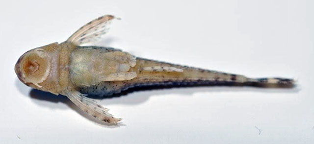 Otothyris lophophanes