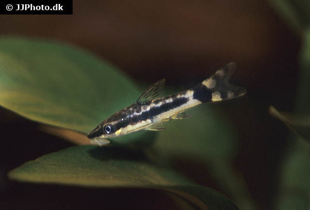 Otocinclus mariae