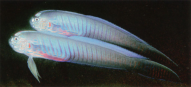 Oxymetopon cyanoctenosum