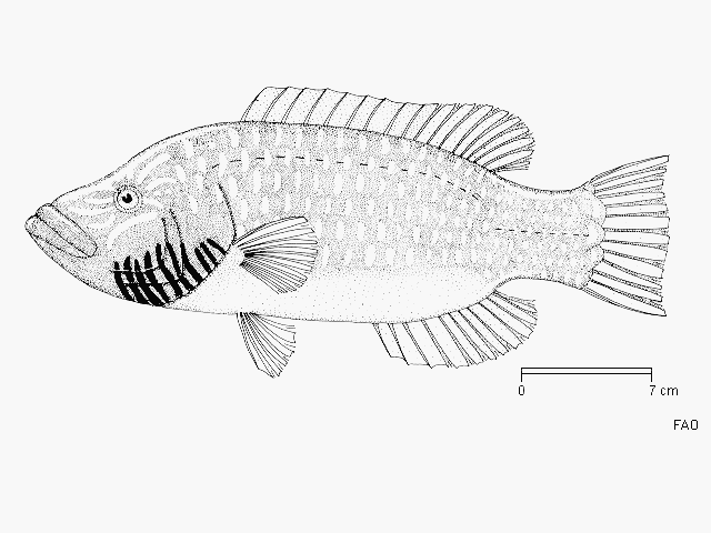 Oxycheilinus digramma