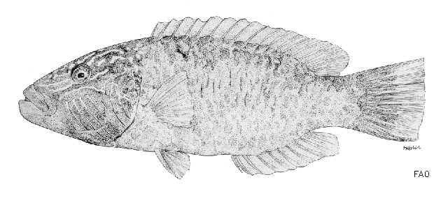 Oxycheilinus digramma