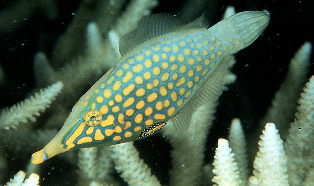 Oxymonacanthus longirostris