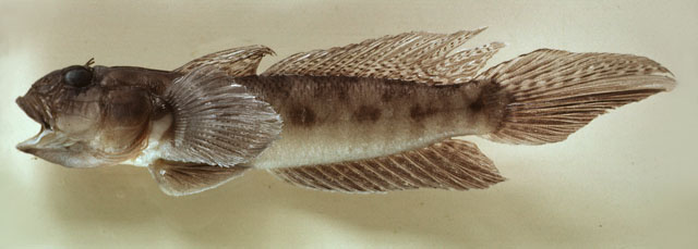 Oxyurichthys ophthalmonema