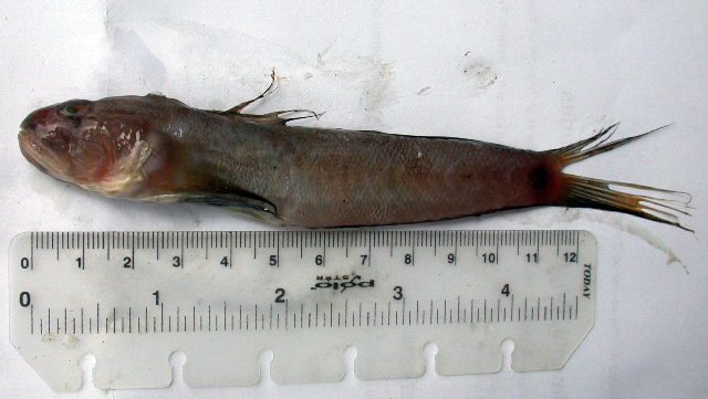 Oxyurichthys petersii