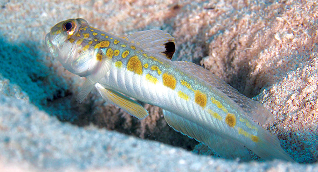 Oxyurichthys stigmalophius