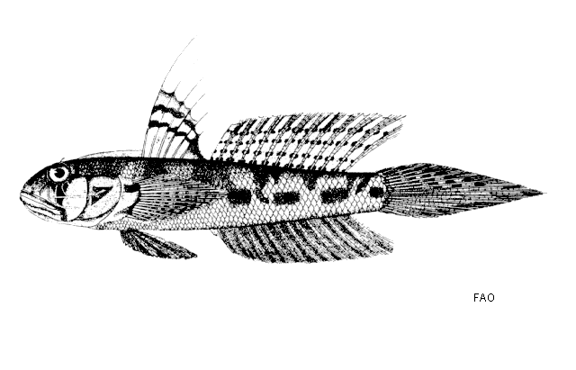 Oxyurichthys tentacularis