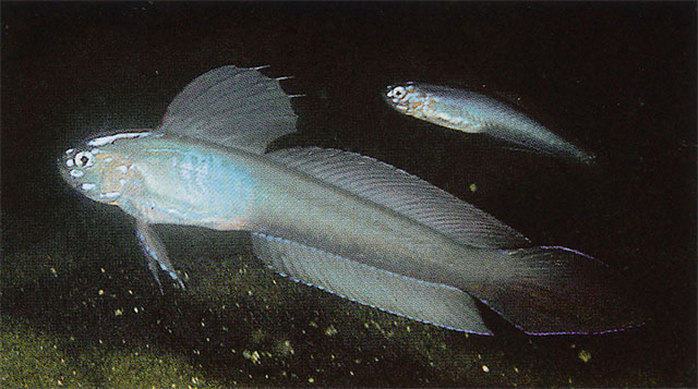 Oxymetopon typus