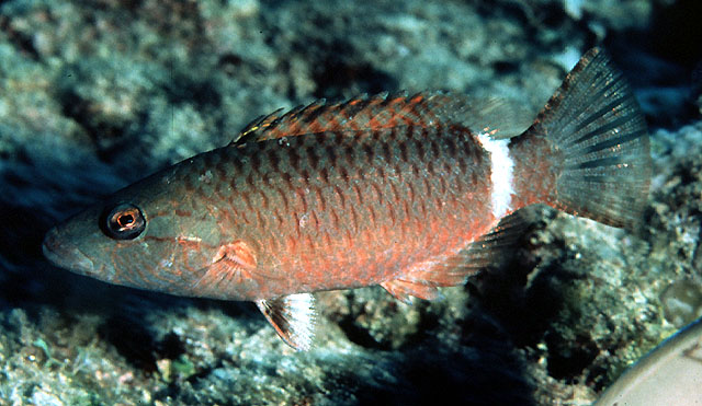 Oxycheilinus unifasciatus