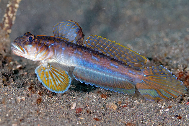 Oxyurichthys zeta