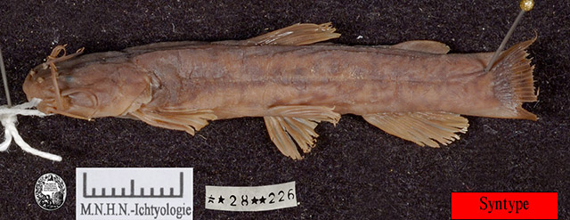 Paramphilius baudoni