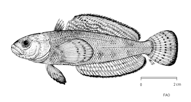 Trematomus brachysoma