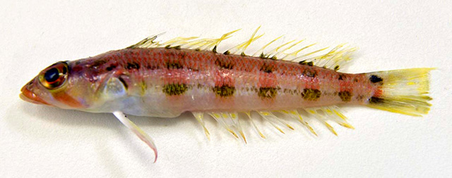 Parapercis caudopellucida