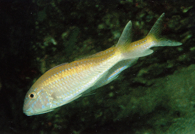 Parupeneus chrysopleuron