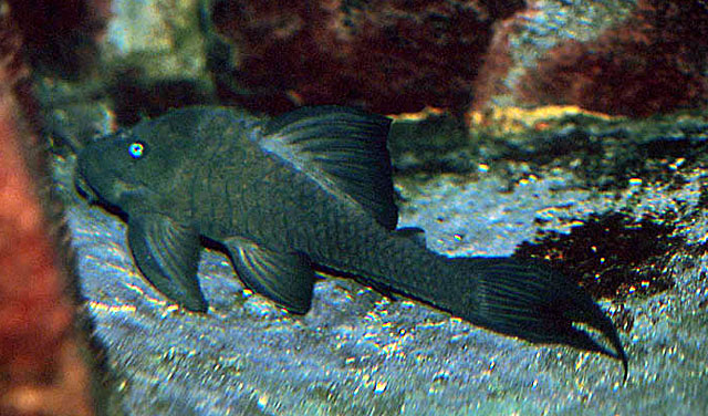 Panaque cochliodon