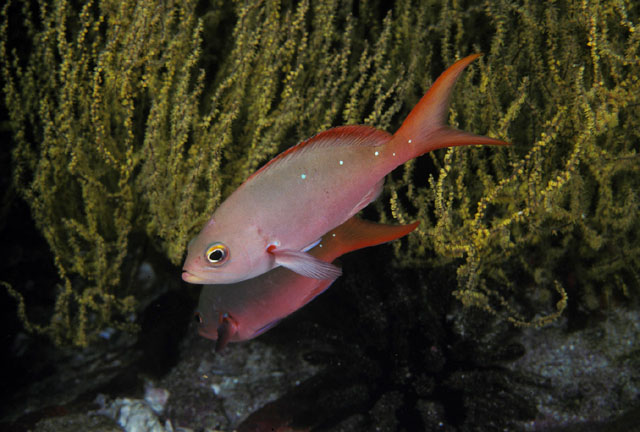 Cephalopholis colonus