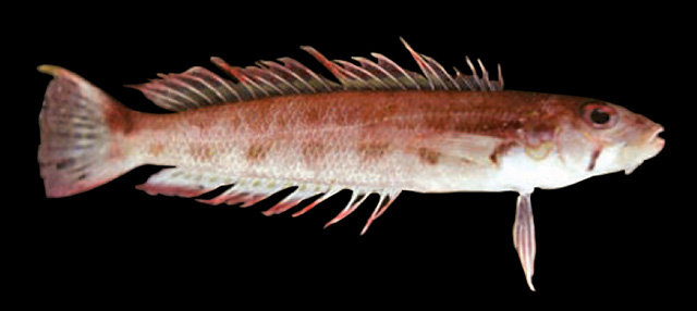 Parapercis compressa