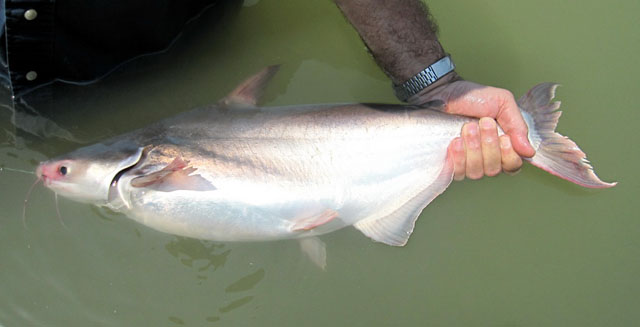 Pangasius conchophilus