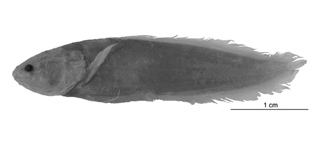 Paradiancistrus cuyoensis