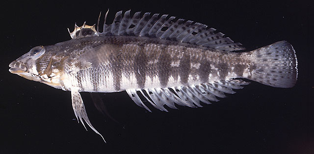 Parapercis australis