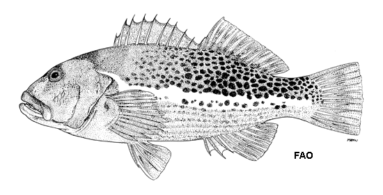 Paracirrhites hemistictus