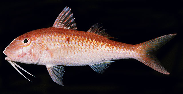 Parupeneus heptacantha