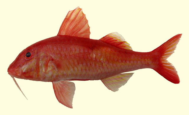 Parupeneus inayatae