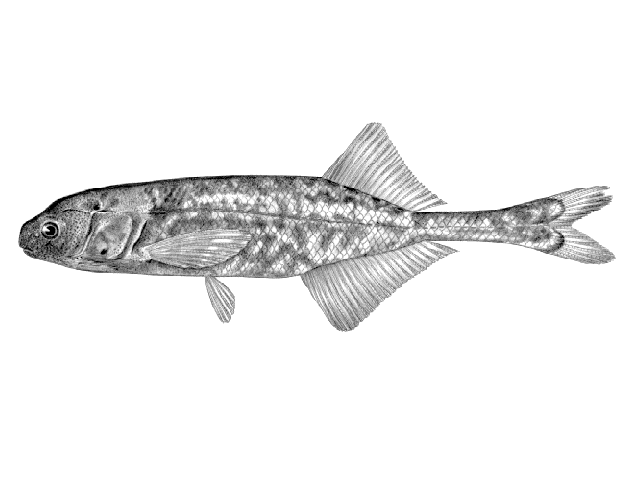 Paramormyrops jacksoni