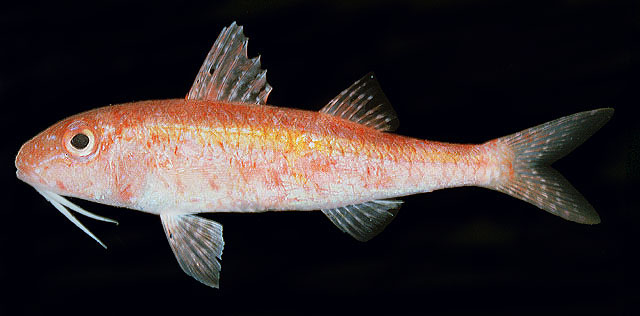 Parupeneus minys