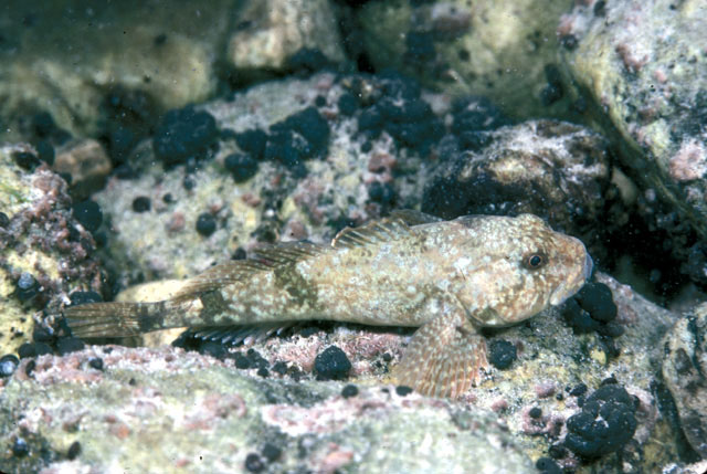 Paracottus knerii