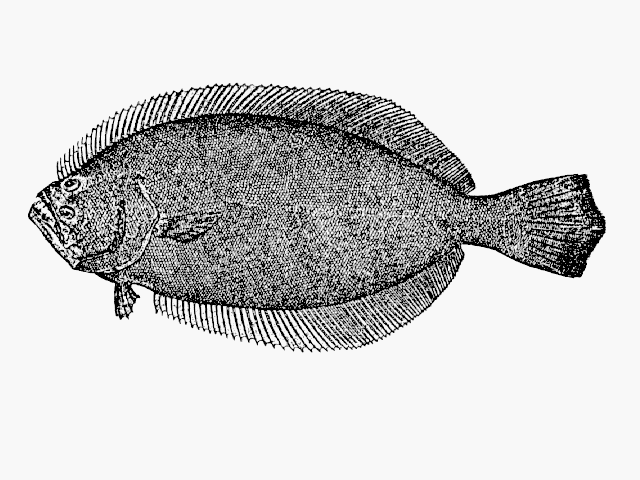 Paralichthys lethostigma