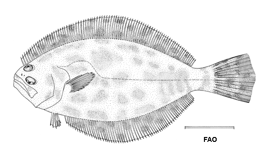 Paralichthys lethostigma