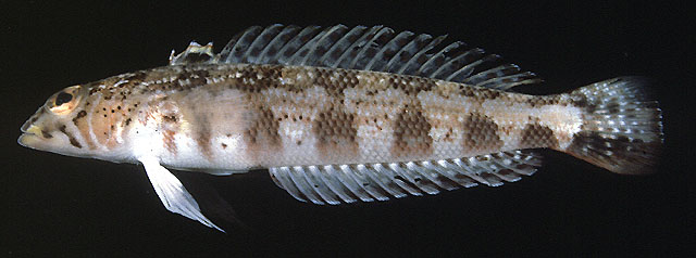 Parapercis diagonalis