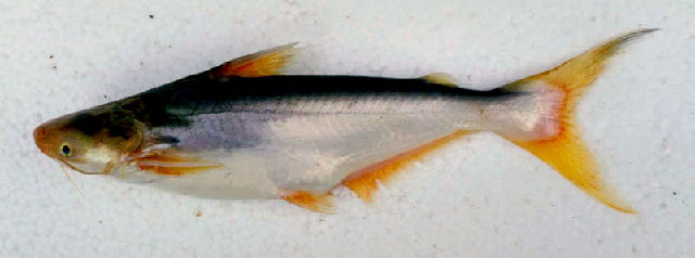 Pangasius mekongensis