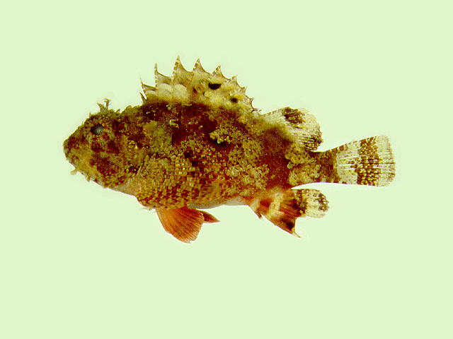 Parascorpaena mossambica